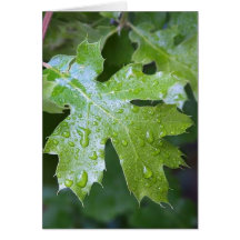 Leaves Leaf Raindrops Greeting Cards