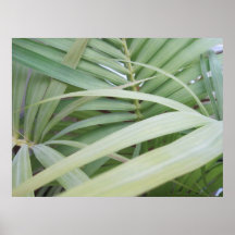 Leaves Of Green Poster