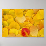 Leaves Posters