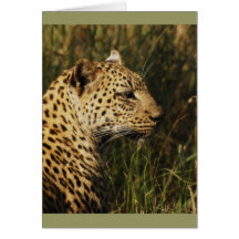 Leopard (alert & sitting up) wild animal cards