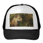 Leopard (alert & sitting up) wild animal hats