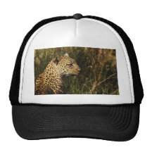 Leopard (alert & sitting up) wild animal hats