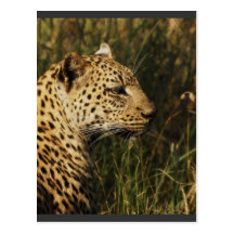 Leopard (alert & sitting up) wild animal postcards