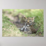 Leopard Baby Plakatdrucke