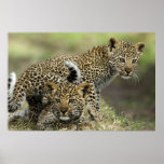 Leopard Babys Poster