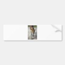 Leopard Bumper Sticker
