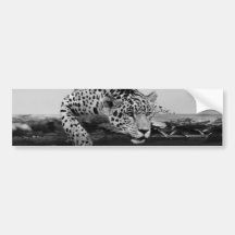 Leopard Bumper Stickers