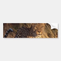 Leopard Bumper Stickers