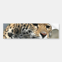Leopard Cat Bumper Sticker