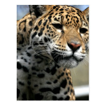 Leopard Cat Postcard