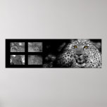 Leopard Collage Poster