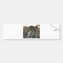 Leopard Cub Bumper Sticker