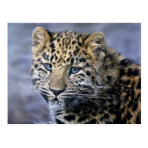 Leopard Cub Postcard