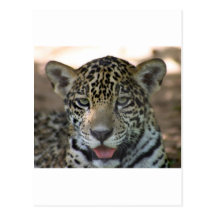 Leopard Cub Postcards
