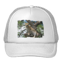Leopard in Tree  Baseball Hat