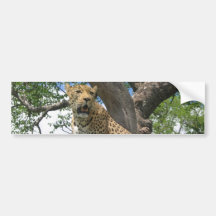 Leopard in Tree  Bumper Sticker