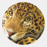 Leopard Macro Portrait Round Sticker