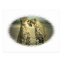 Leopard Pair Postcard