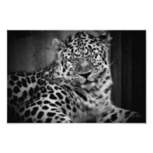 Leopard Photograph
