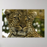 Leopard Portrait Plakatdruck