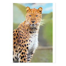 LEOPARD POST CARD