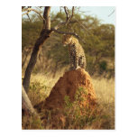 Leopard Post Card