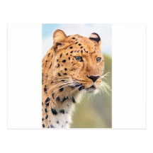 LEOPARD POST CARD