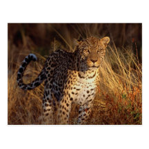 Leopard Post Cards