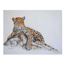 Leopard Post Cards