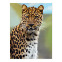 Leopard Postcard