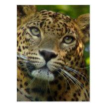 Leopard Postcard