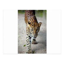 Leopard Postcards