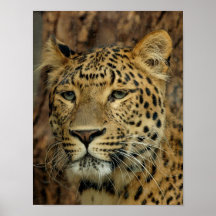 Leopard Posters