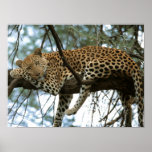 Leopard Resting in Tree Posters