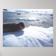 Leopard Seal - up close Posters