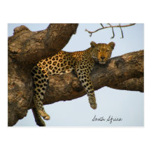 Leopard sitting in a tree postcards