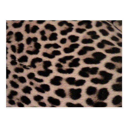 Leopard Skin background Post Cards