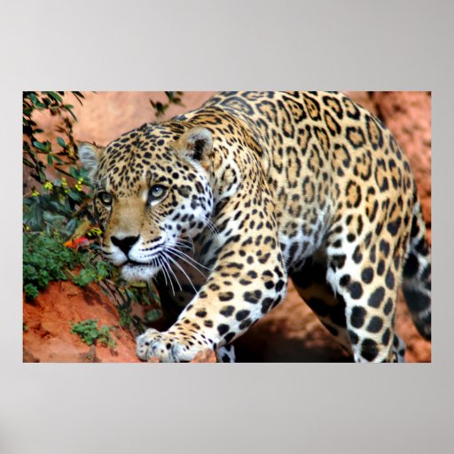 Leopard Stalking Macro Posters