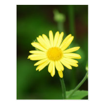 Leopards Bane Flowers Postcard