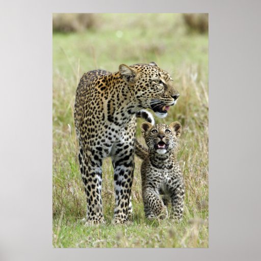 Leoprads Poster