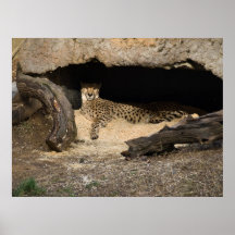 Lepoard's Den Posters