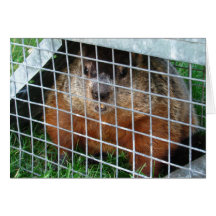 Let Me Out ~ card
