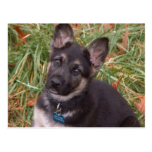 Let's Play! German Shepherd Puppy Postcard