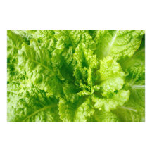 Lettuce Art Photo