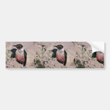 Lewis' woopecker bumper sticker