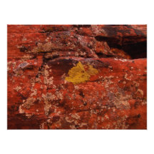 Lichen in the Desert Photographic Print