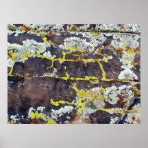 Lichens On Rock No. 3 Poster