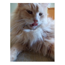 lickin chops cat postcard