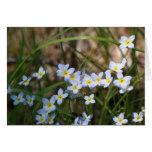 Light Blue and Yellow Flowers Nature Photography cards