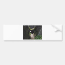 Light in the Forest Bumper Stickers